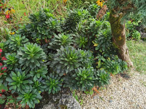 Euphorbia amygdaloides ssp robbiae